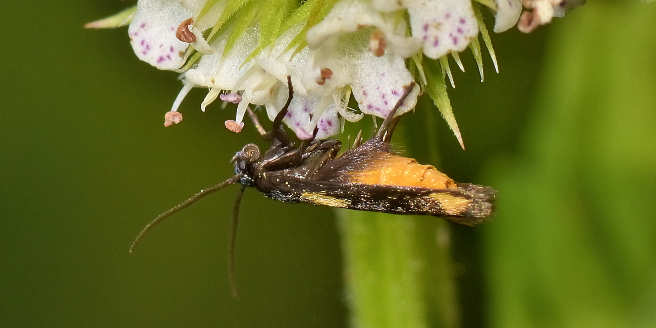 Scythrididae? S, cfr Scythris sinensis